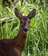 Roe Deer profile