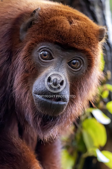 Red howler monkey Red howler monkey