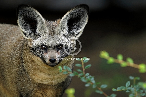 Bat-eared Fox