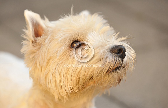 Westhighland White Terrier