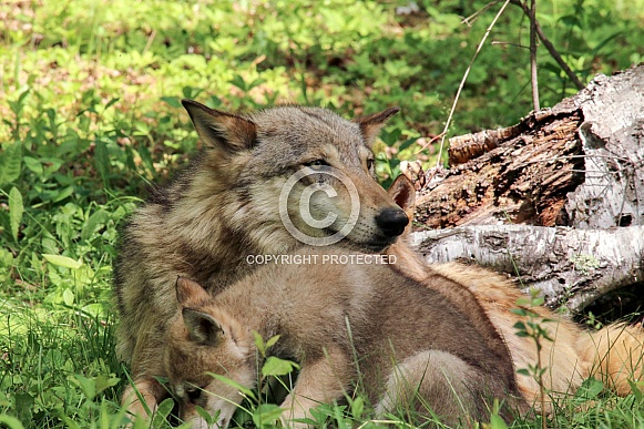 Wolf and Wolf Pups Wolf and Wolf Pups