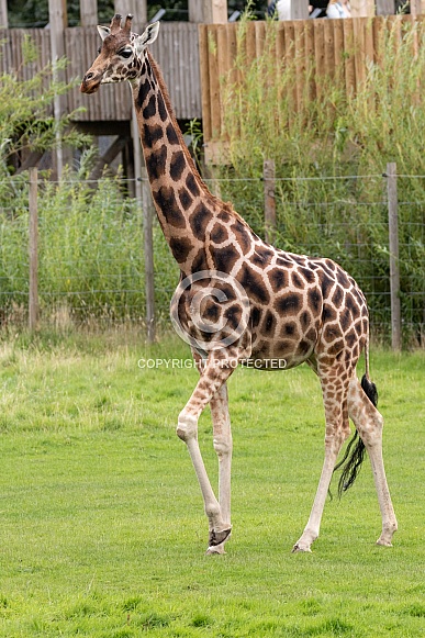 Rothschild's Giraffe Full Body Rothschild's Giraffe Full Body