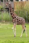 Rothschild's Giraffe Full Body