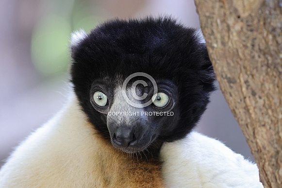 Crowned Sifaka (Propithecus Coronatus)