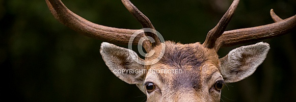 Fallow Deer Buck