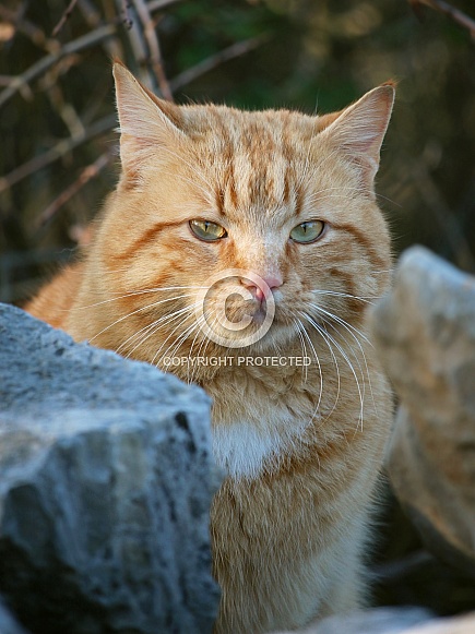 Ginger Tabby Cat