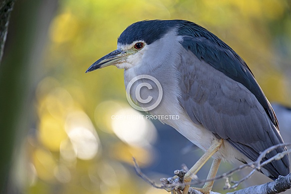 Black crowned night heron (Nycticorax nycticorax) Black crowned night heron (Nycticorax nycticorax)