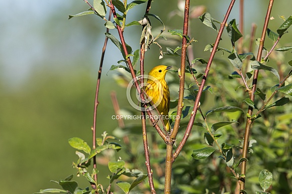 Male Yellow Warbler in Breeding Plumage