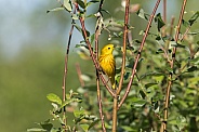 Male Yellow Warbler in Breeding Plumage
