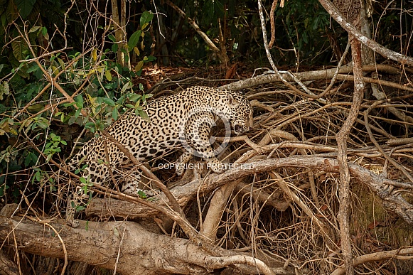 American jaguar in the nature habitat