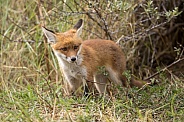 Young red fox cub in nature