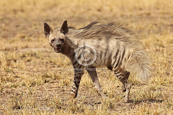 Indian Striped Hyena