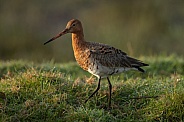 The black tailed Godwit in early morning sunlight