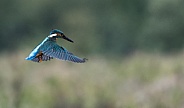 Kingfisher