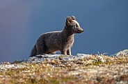 Arctic fox