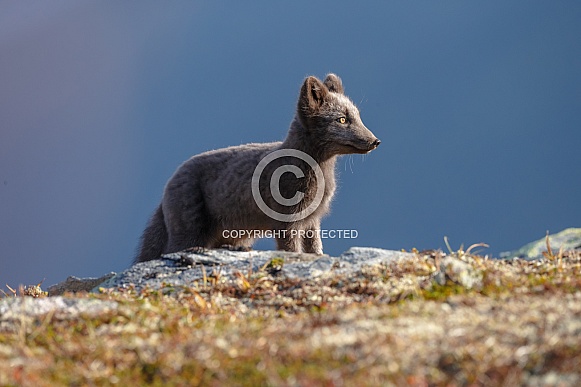 Arctic fox