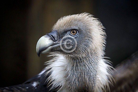 Griffon vulture (Gyps fulvus) Griffon vulture (Gyps fulvus)