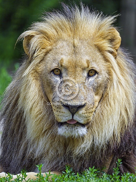 Portrait of a male lion Portrait of a male lion