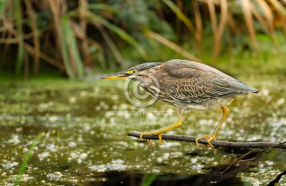 Green Heron on stick Green Heron on stick