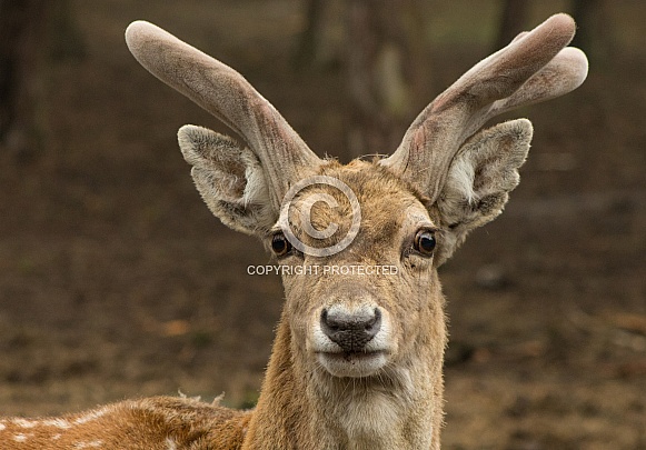 Persian Fallow Deer (Dama dama mesopotamica) Persian Fallow Deer (Dama dama mesopotamica)