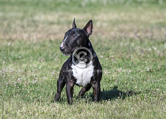 Brindle miniature bull terrier posing on the grass