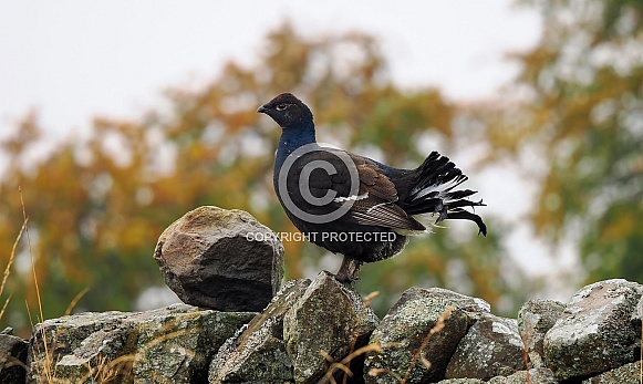 Black Grouse