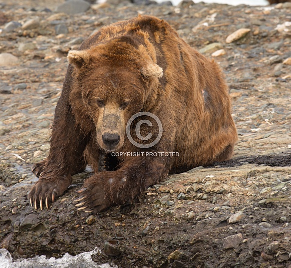 Wild Alaskan Brown Bear fishing