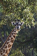 Giraffe