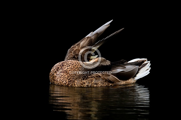 Female Mallard