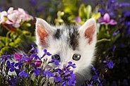 Kitten and Flowers