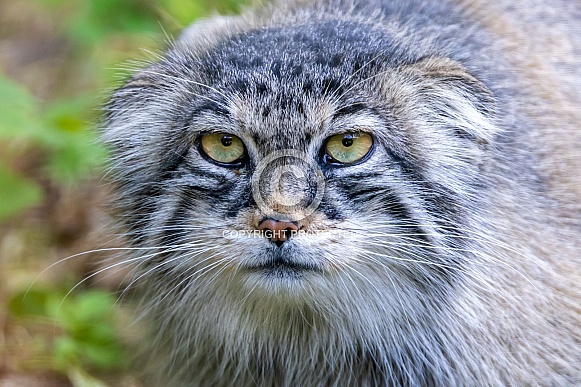 The Pallas's cat (Otocolobus manul) The Pallas's cat (Otocolobus manul)