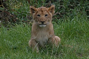 Lion Cub Sitting Up Looking Forwards