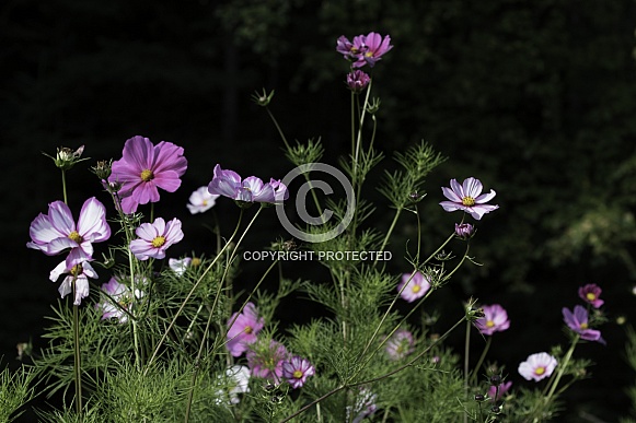 A Wildflower Garden of Cosmos Flowers