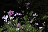 A Wildflower Garden of Cosmos Flowers