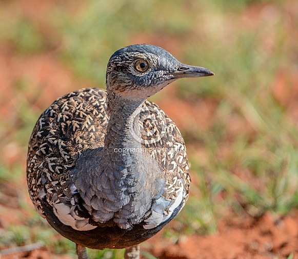 Red-crested Korhaan Red-crested Korhaan
