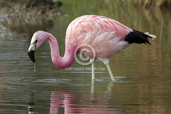 Andian Flamingo - Chile Andian Flamingo - Chile