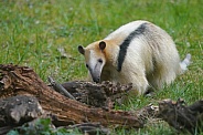 Southern tamandua