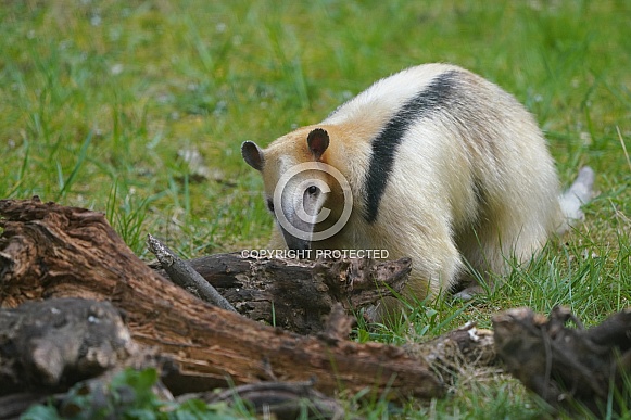 Southern tamandua