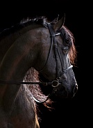 Friesian Horse--Hindsight