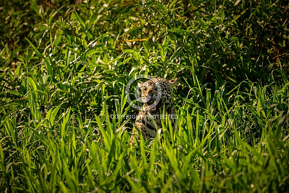 American jaguar in the nature habitat