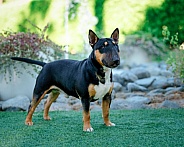 Mini bull terrier posing outdoors