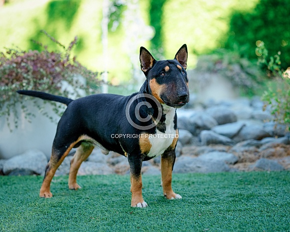 Mini bull terrier posing outdoors Mini bull terrier posing outdoors