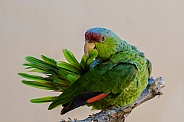 Lilac-Crowned Amazon Parrot
