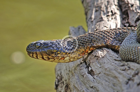 Northern Watersnake
