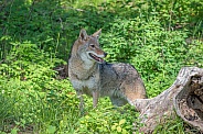 Coyote - Adult Female