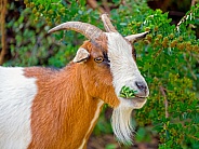 Goat eating leaves