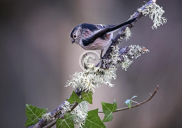 Long tailed tit Long tailed tit