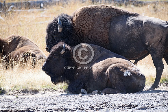 Bison