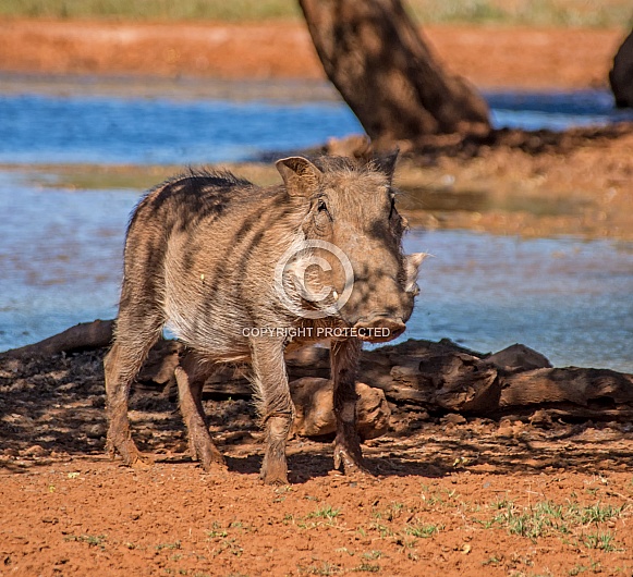 Juvenile Warthog