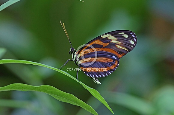 Harmonia Longwing Harmonia Longwing